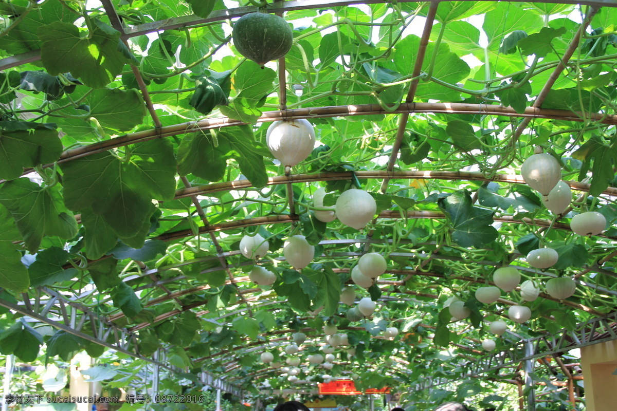 圆葫芦 葫芦 新品 无土栽培 有机 食品 蔬菜 生物世界