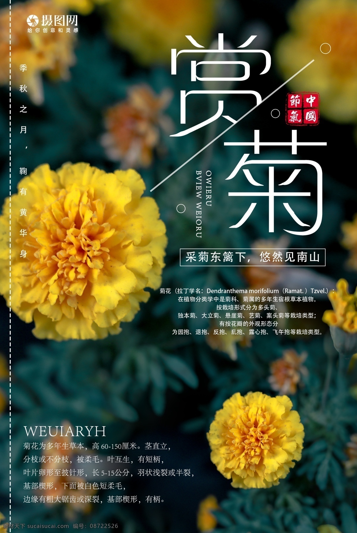 秋天赏菊海报 菊花 秋菊 秋天 赏花 花朵 花卉 植物 海报 秋季