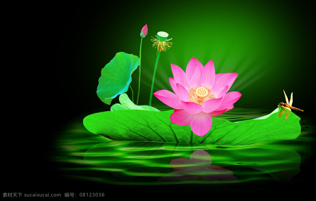 莲花免费下载 池塘 荷花 荷叶 莲花 莲子 生物世界