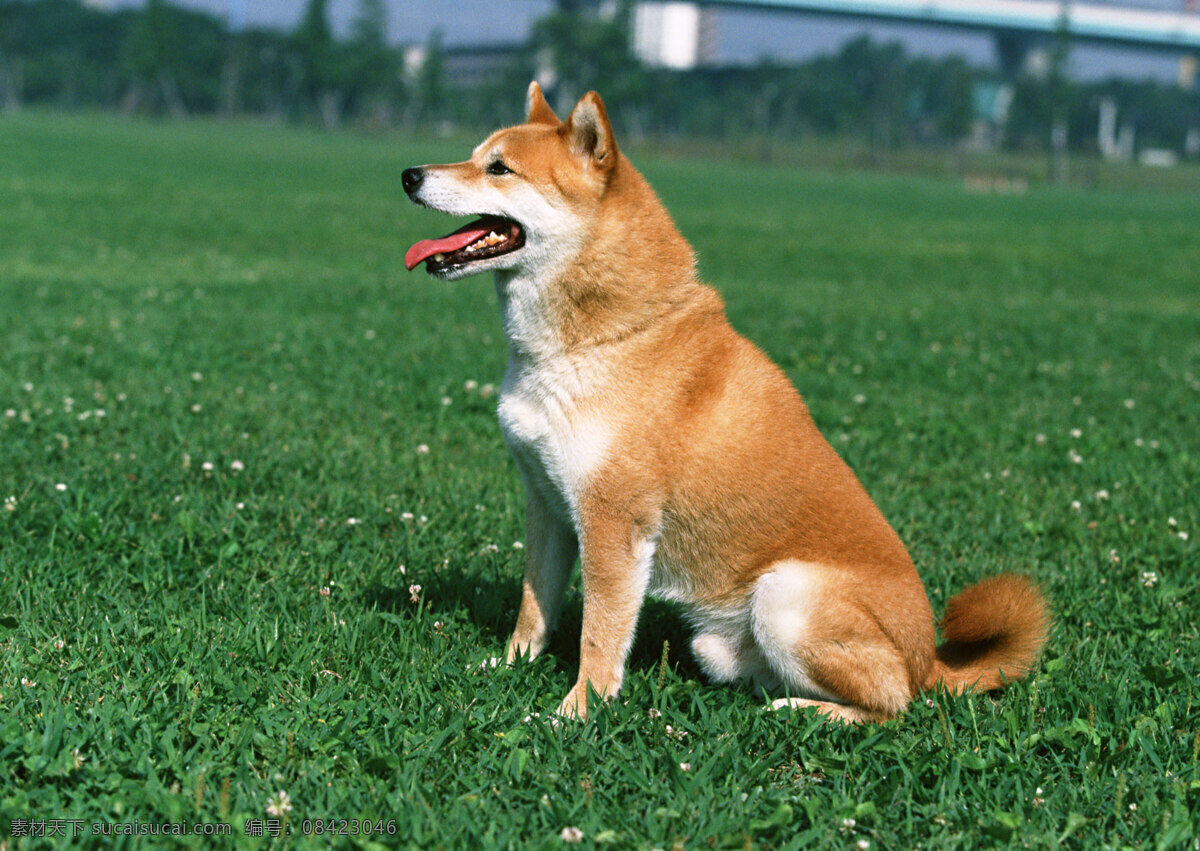 可爱的狗狗 狗狗 宠物狗 小动物 宠物 家犬 生物世界 家禽家畜