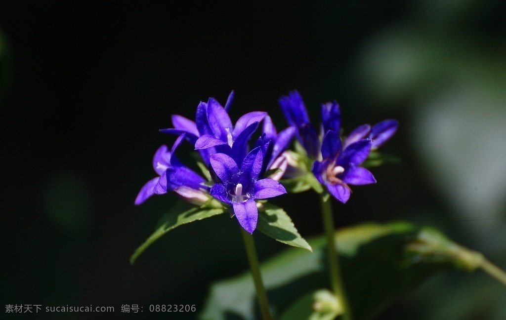 小紫花 小野花 紫花 紫色 蓝色花 野花 花朵 花草 生物世界