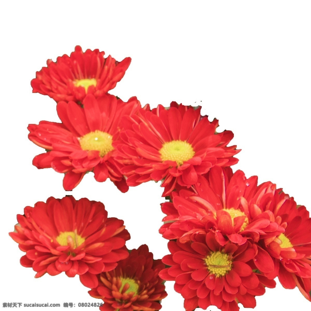 朵 红色 黄色 绿植 美丽 花束 大自然 赠 红色黄色绿植 公园 景观 多朵 美丽花束 彩色 观赏 红花绿叶