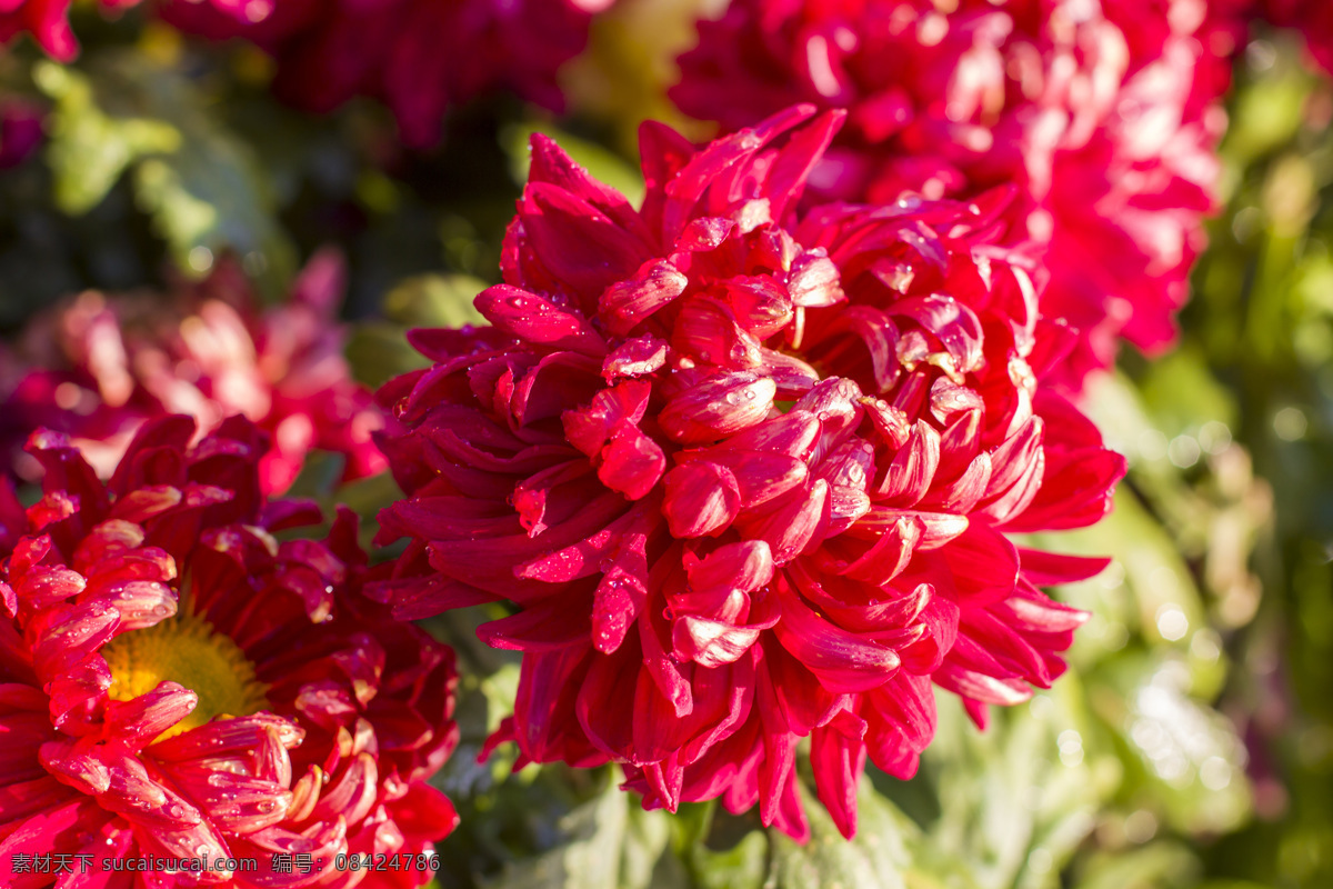 菊花花艺 菊花 白菊 黄菊 红菊 榄菊 已经 清新 野菊花 秋菊 野菊 矢车菊 鲜花 盆栽 花卉 花海 花朵花语 花瓶 夏花 花之物语 桃花 唯美 花朵 居家插花 插花 插花艺术 花艺摆设摄影 插花diy 地产活动 暖场活动 活动现场 diy 活动 插花实拍 花艺造型 花艺摆设 花儿 花卉花艺 菊花物语 生物世界 花草