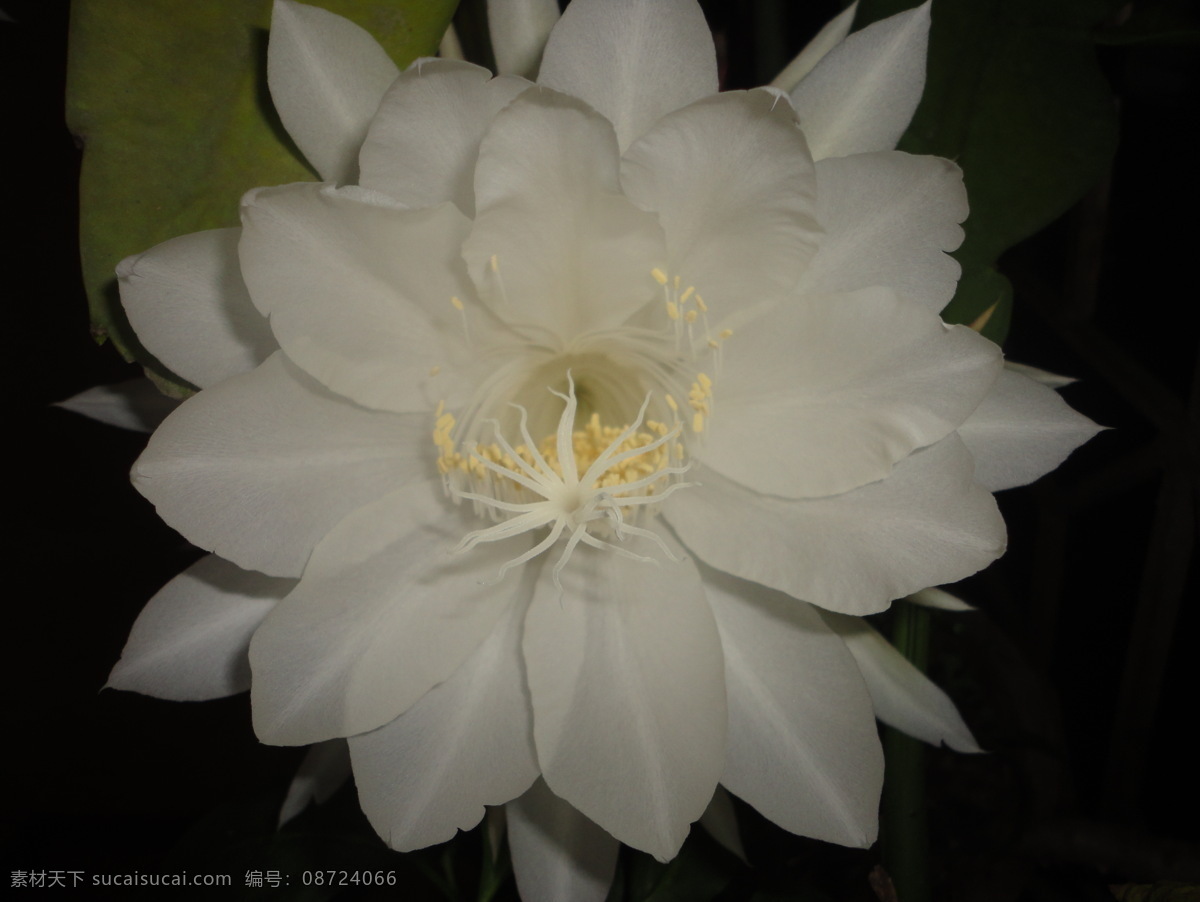 昙花 夜晚 洁白 宁静 芬芳 花蕊 美丽的花儿 自然风景 自然景观