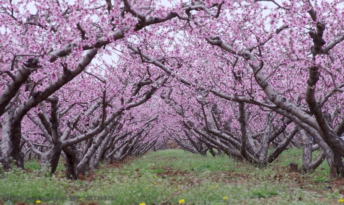 桃花 粉桃花 桃花盛开 桃花枝 桃花图片 桃花素材 桃花特写 桃花树 生物世界 花草