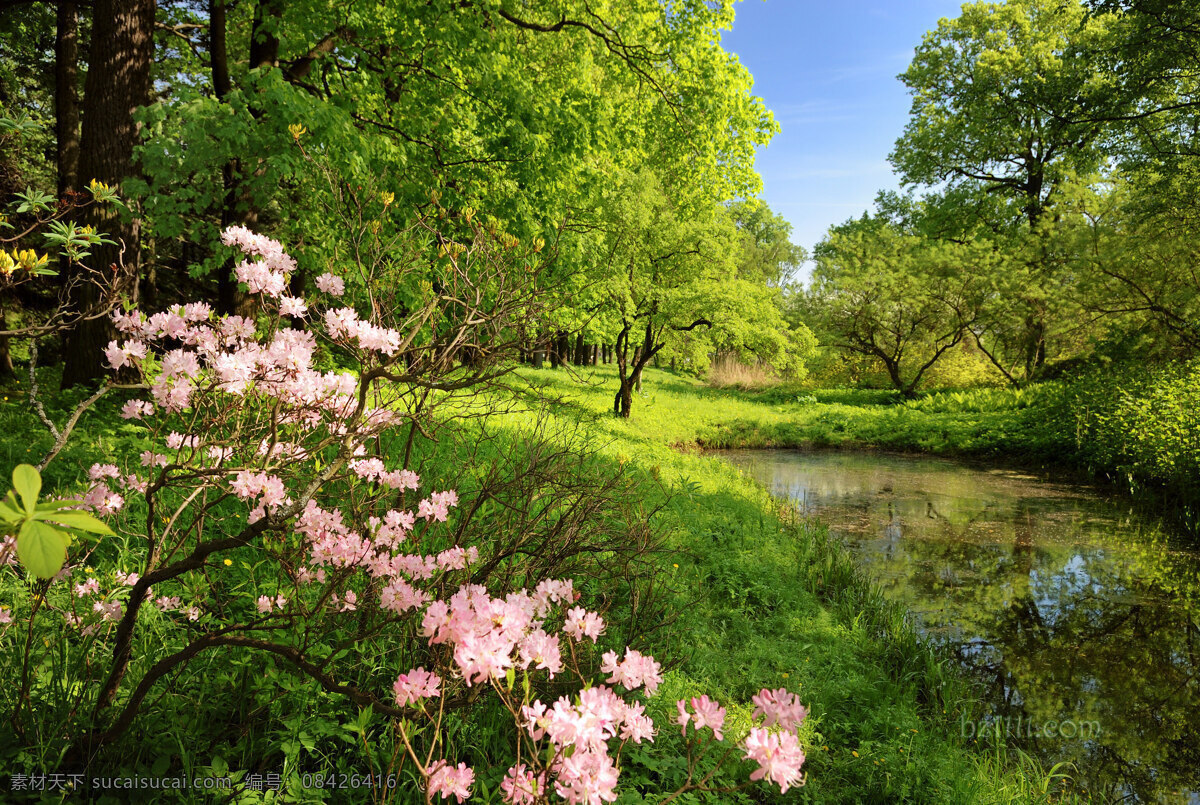 树林背景图 桃花 绿色背景图 森林 树林 湖水