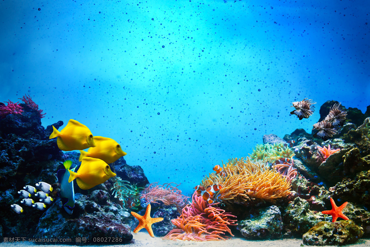 蓝色海底世界 蓝色 水 海洋 珊瑚 鱼 生物 背景 其他类别 生活百科 青色 天蓝色