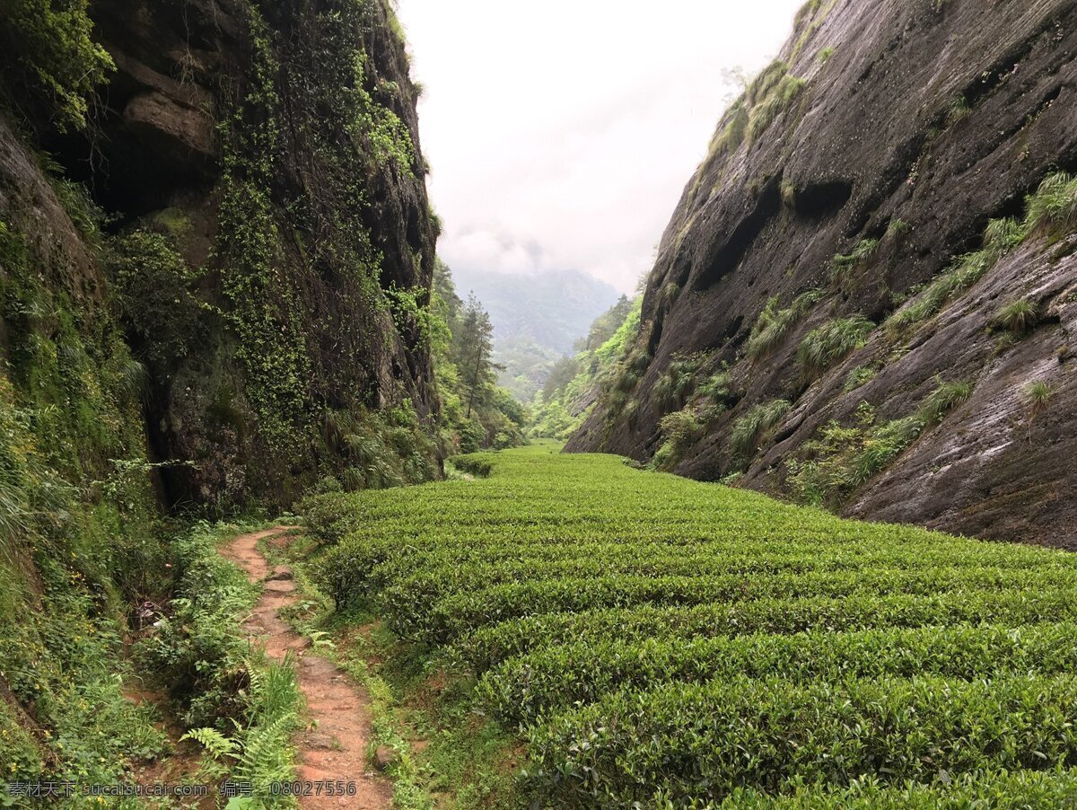 武夷山 大红袍 茶园 岩茶 茶树 茶道 茶文化 茶叶 绿色 自然 风光 生物世界 树木树叶