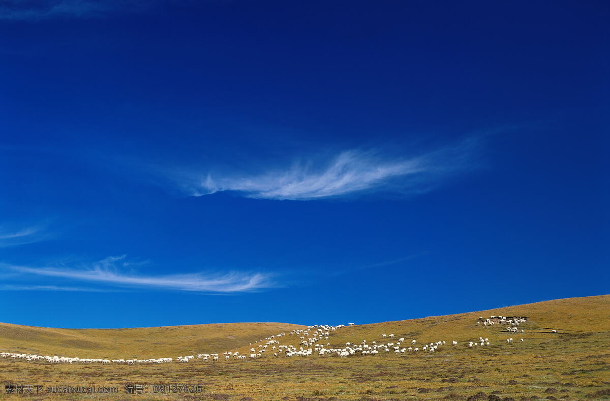 高原 蓝天 蓝天白云 蓝天白云草地 蓝天背景 蓝天草地 摄影图 天空云彩 羊 羊群 青藏高原 青藏 羊羔 黄土 云朵 云朵图片 云朵图形 自然景观 风景 生活 旅游餐饮