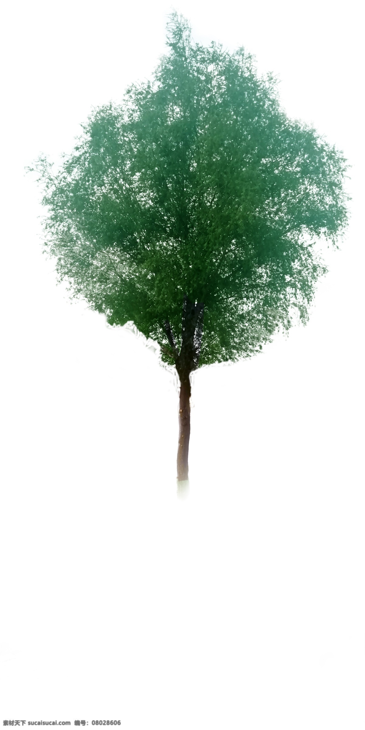 ps素材树 ps 抠图素材 单个树 建筑设计 园林景观 ps素材 环境设计