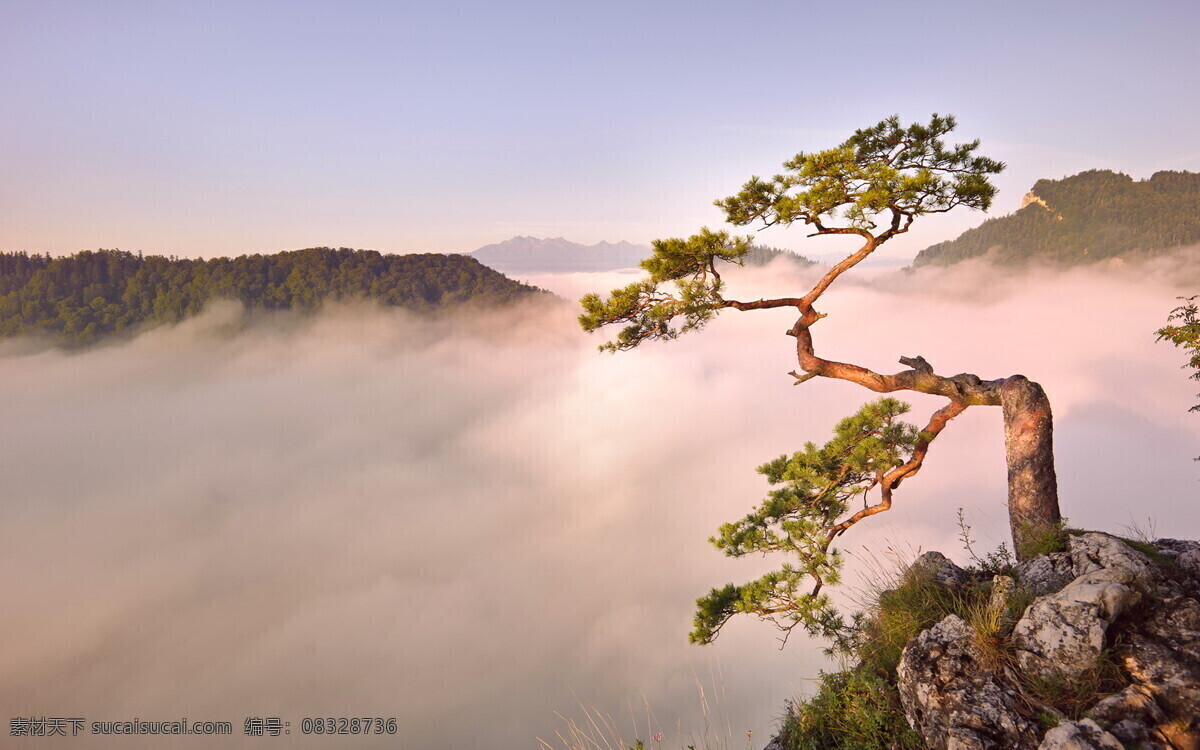 黄山松 黄山 雾气 日出 夕照 古松 风格 松树 风景 国内旅游 旅游摄影