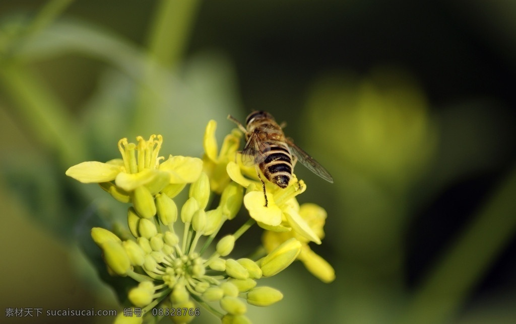 蜜蜂采蜜 油菜花 小蜜蜂 采蜜 微距 花 开放 花草 生物世界