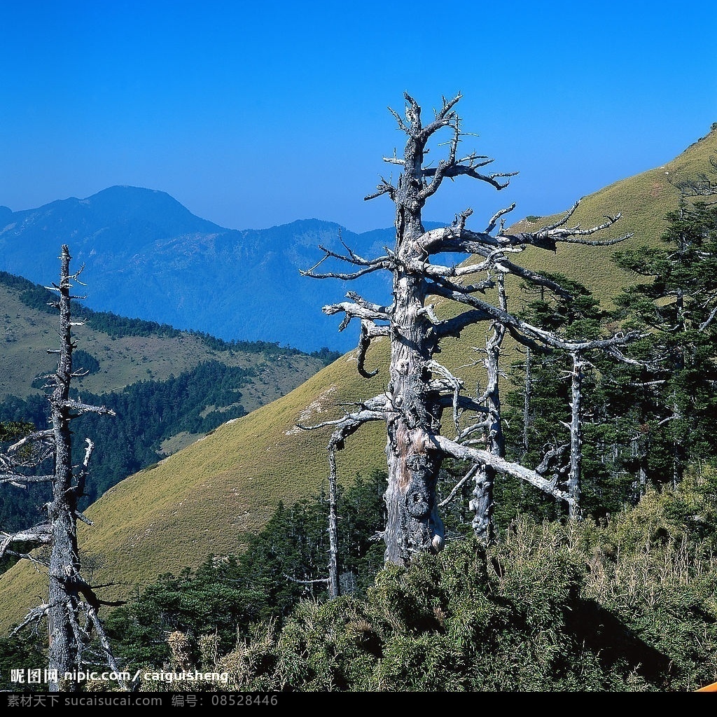 枯树逢春 枯树 山坡 蓝天 树林 远山 生命力 风光 风景 自然景观 山水风景 精美风光图 摄影图库 300