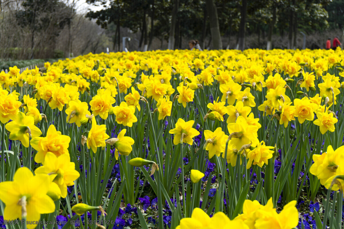公园 黄色 郁金香 植物 黄色花朵 特写 照片 千库原创