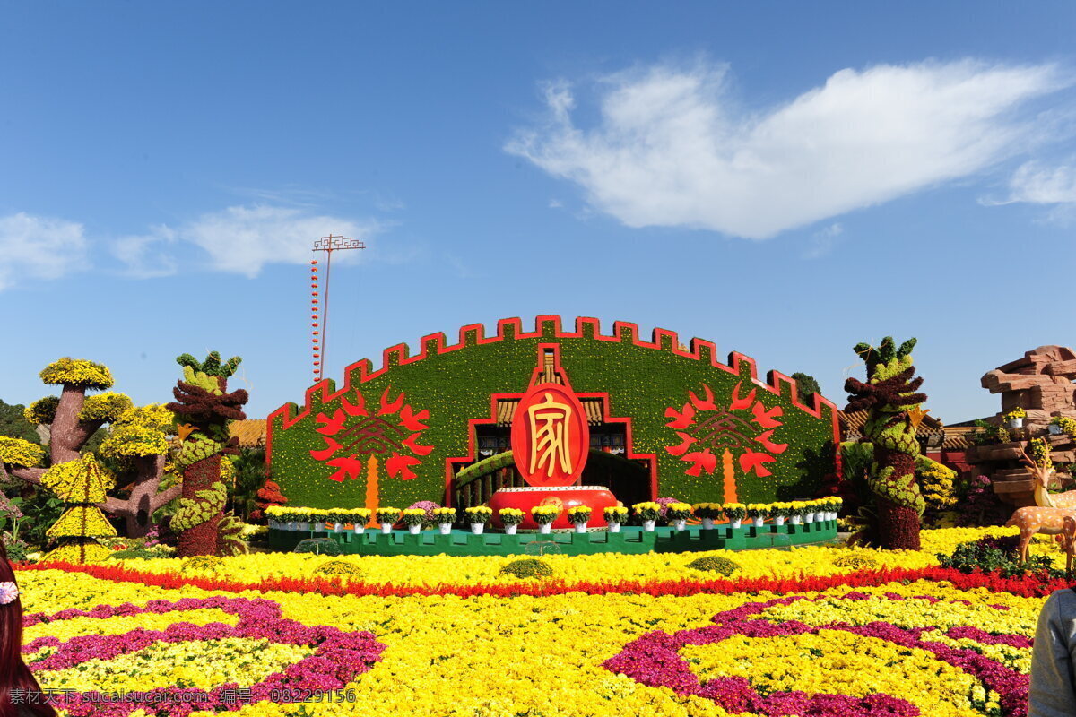 开封菊花展 龙亭菊花 菊花展 开封龙亭 花展 自然景观 自然风景