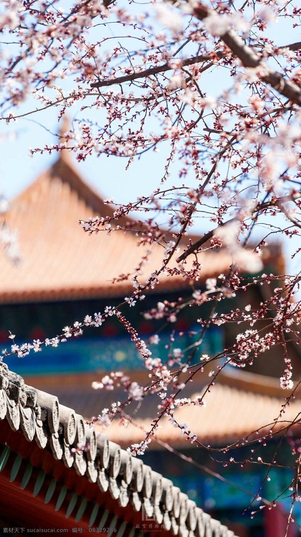 武汉大学樱花 古建筑 樱花 武汉大学 春天美景 美丽的武汉 建筑园林 建筑摄影