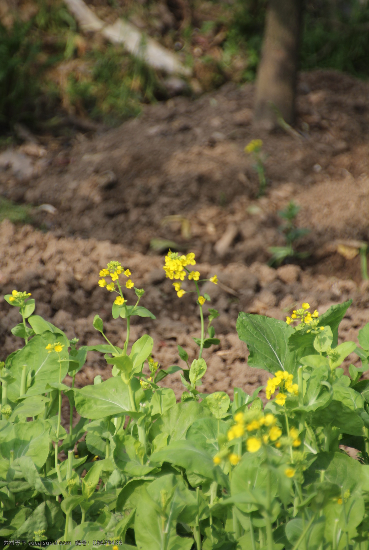 油菜花 初春 春天 花草 黄色 金黄 生物世界 油菜 植物王国 psd源文件
