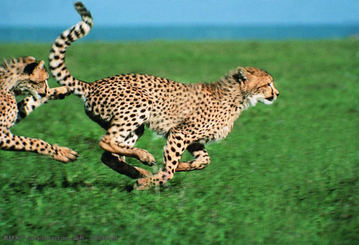 美洲豹 奔跑 金钱豹 野生动物 捕食 生物世界
