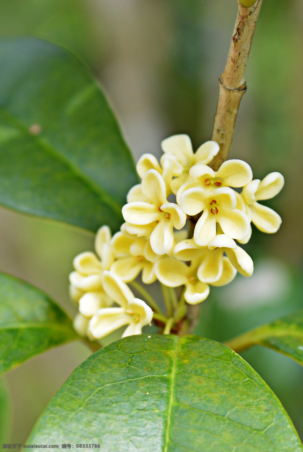 桂花 四季桂 岩桂 osmanthus fragrans 九里香 花花草草 生物世界 花草
