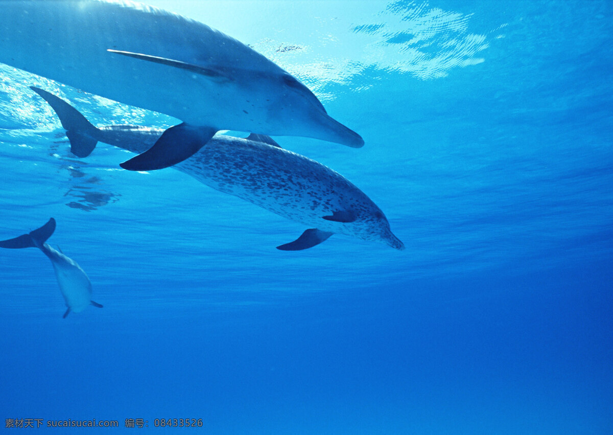 海底 里 海豚 动物世界 生物世界 海底生物 哺乳动物 大海 海水 水中生物