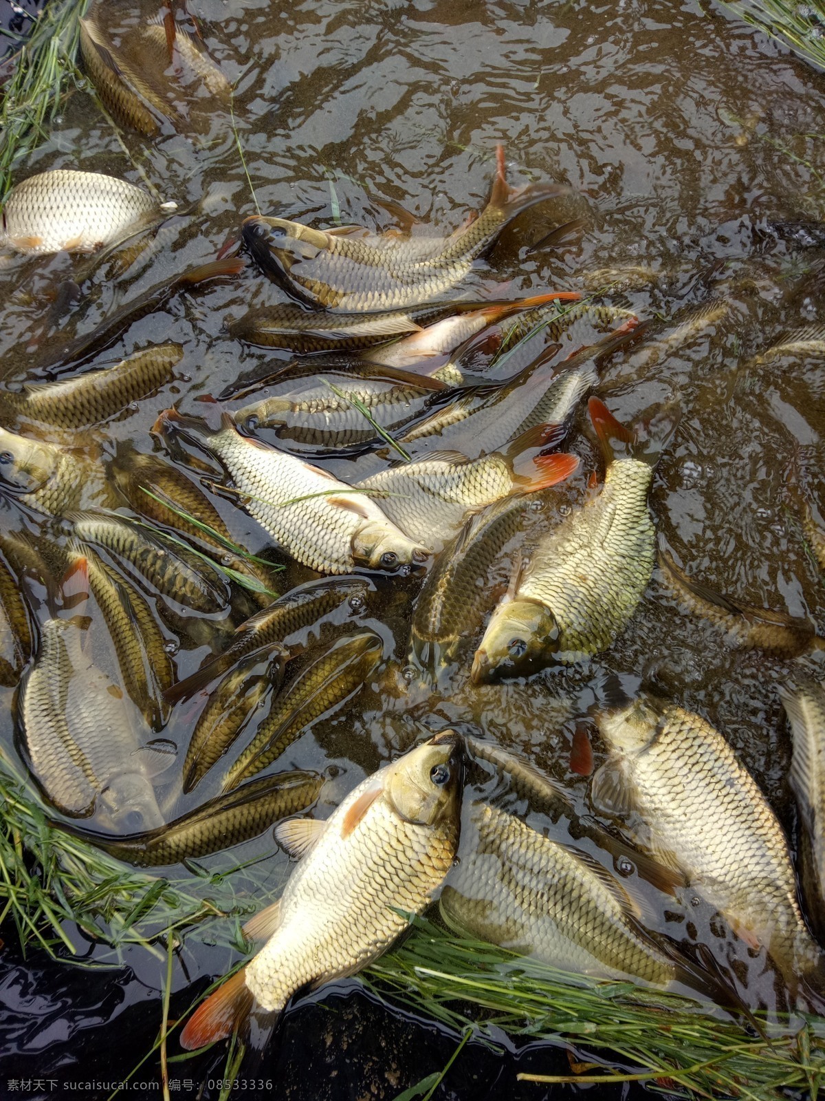 鲤鱼图片 鲤鱼 食物 海鲜 生物 稻田 生物世界 鱼类