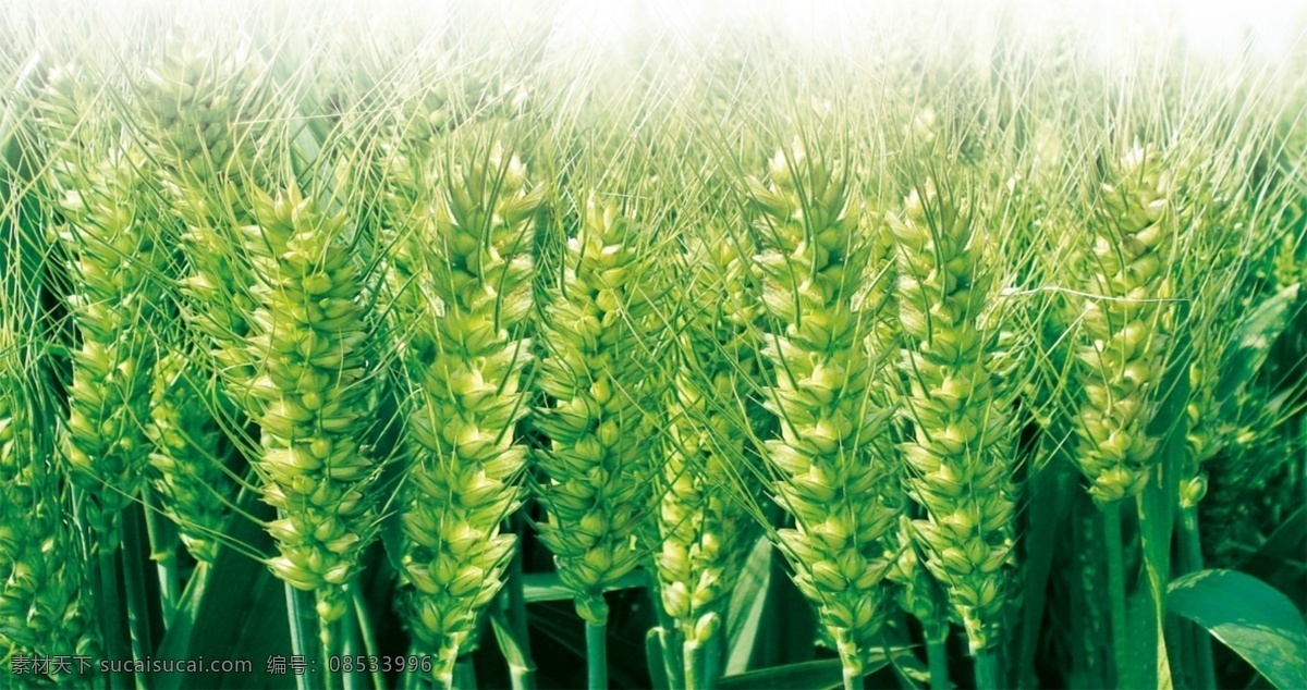 小麦素材 农药素材 麦田 精美底图 小麦种子 种子