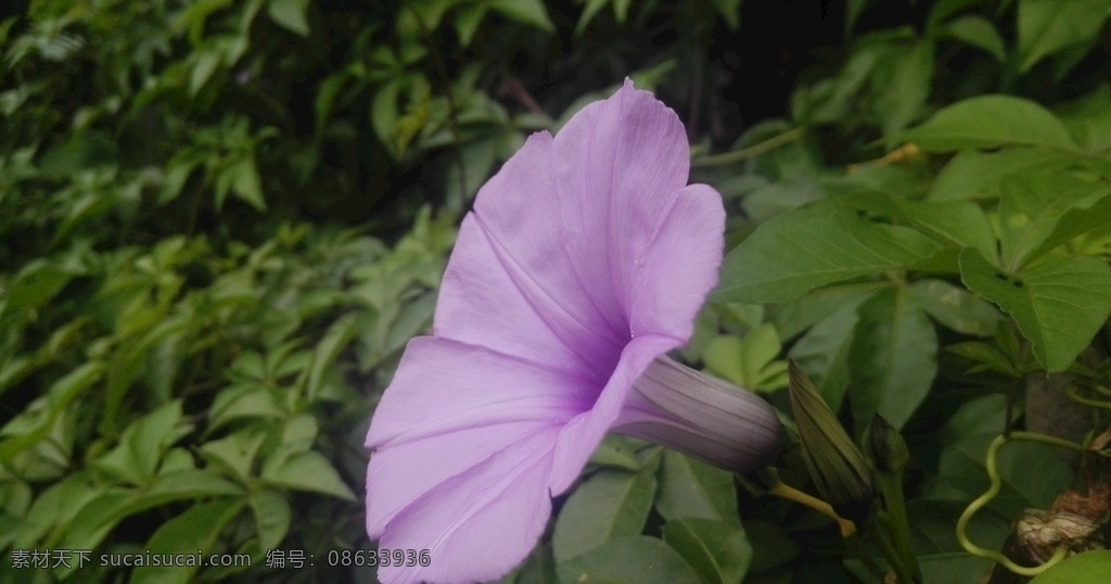 牵牛花 喇叭花 紫色花 花卉 花朵 植物 花 生物世界 花草