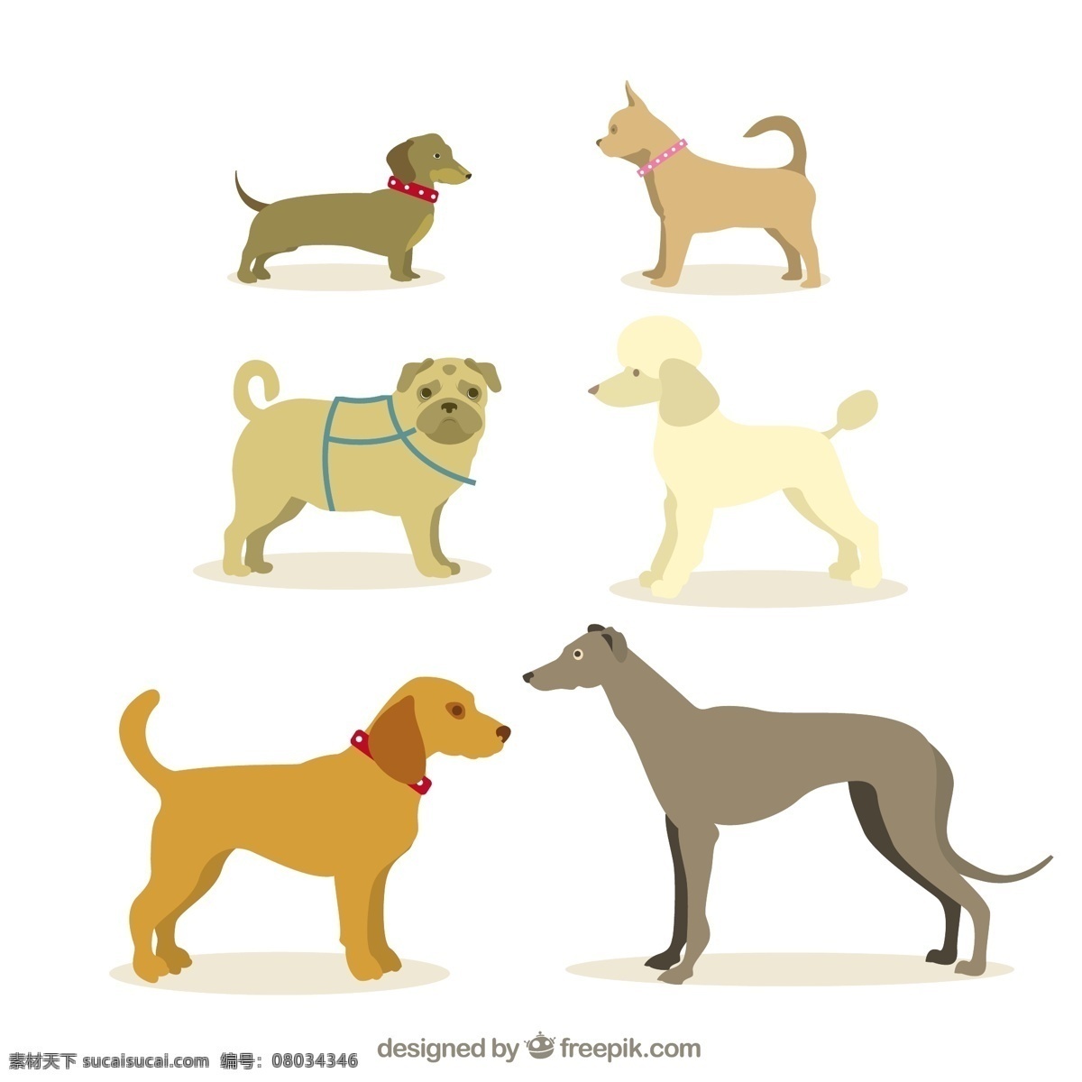 品种 狗 说明 动物 宠物 插图 白色