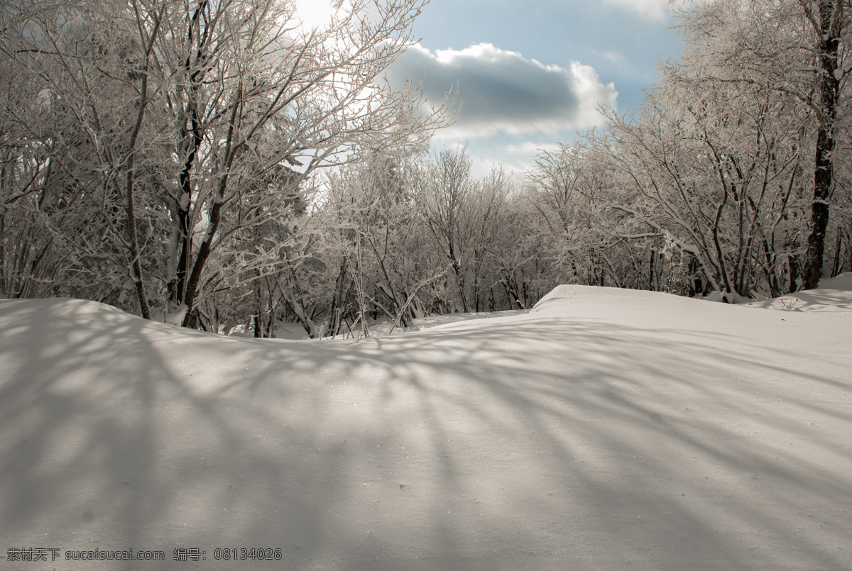 冬季森林雪景 冬季 冬天 森林 树林 雪景 自然景观 自然风景