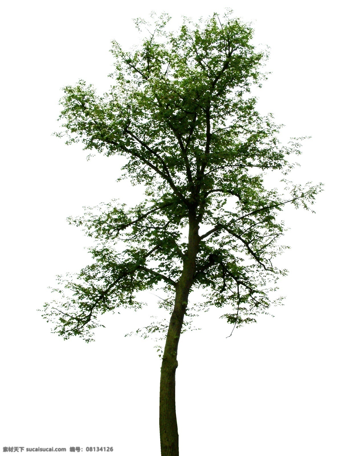 夏季树木 带 通道 tiff 图 大树 夏季景 绿色植物 商业素材 后 花草树木 植物后期素材 园林 绿化 室外后期素材 景观后期素材 园林绿化 景观设计 高质量贴图 高清贴图 3dmax 贴图 3d素材 材质贴图 三维素材 max素材 素材贴图 后期贴图素材 3d 材质 图片库