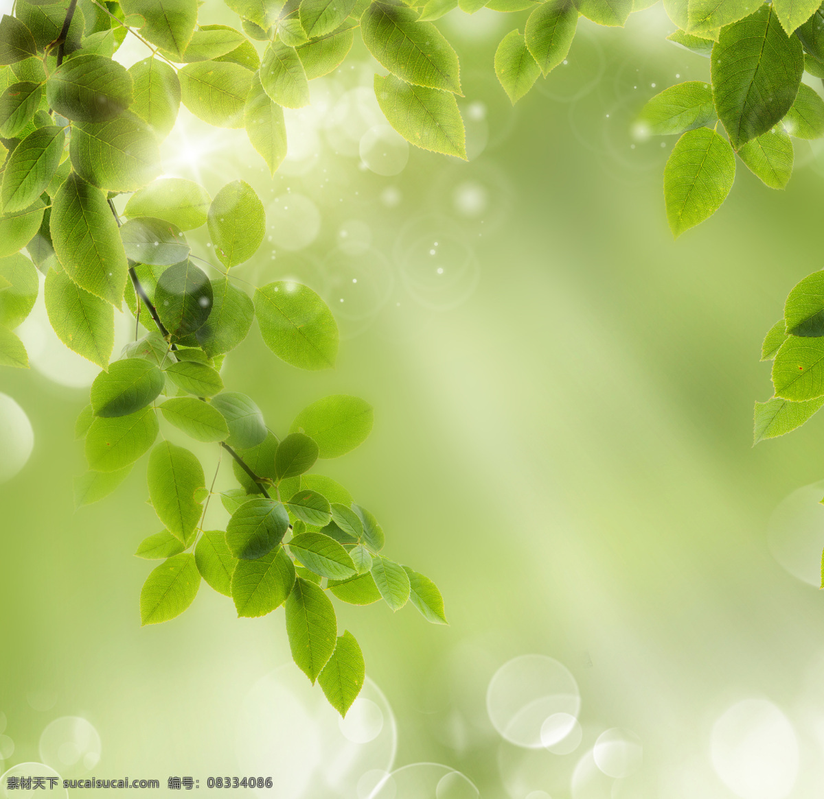 梦幻 绿叶 背景 梦幻光斑 芽 嫩芽 春天背景 绿色背景 绿色清新背景 花草树木 阳光 生物世界