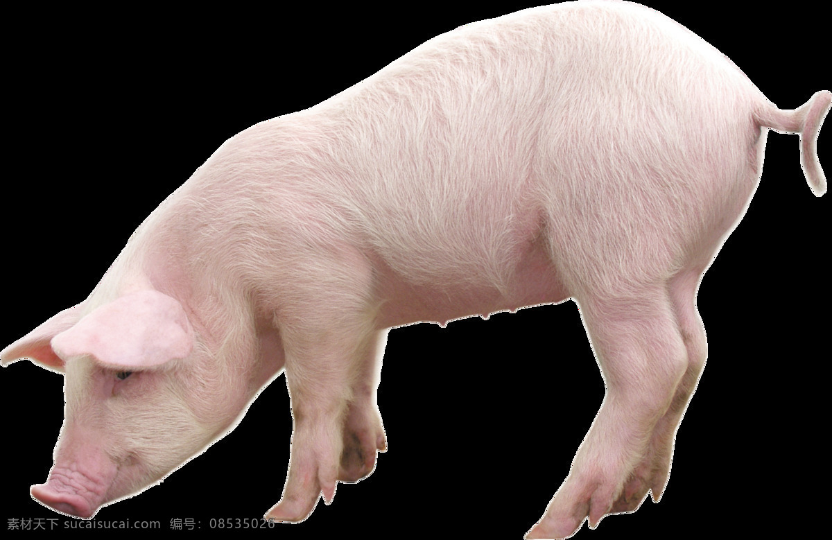 可爱动物小猪 动物 小猪 肥猪 家养动物 粉色小猪 可爱小猪 生物世界