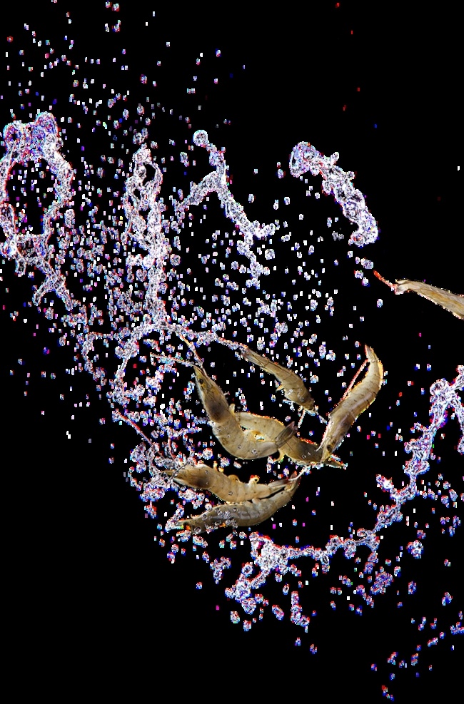 鲜 虾 格式 鲜虾 海鲜 基围虾 生物世界 海洋生物