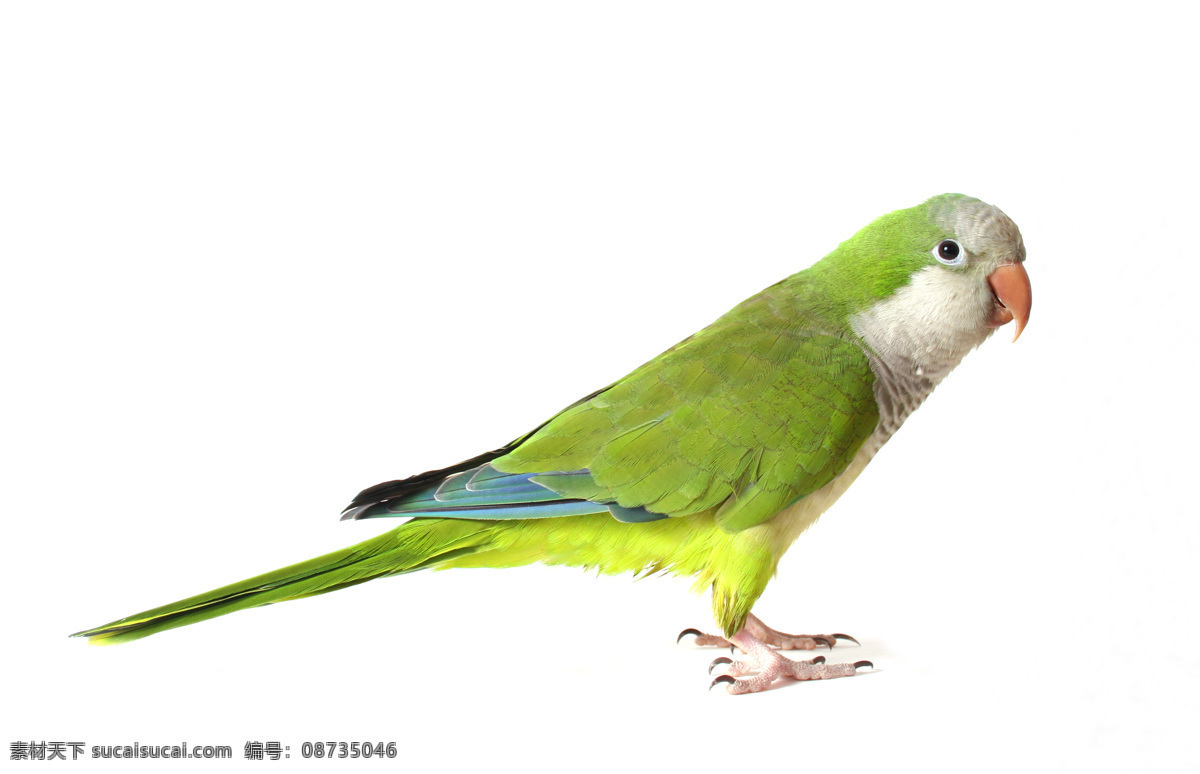 鹦鹉 高清图片 插画 白底 生物世界 鸟类