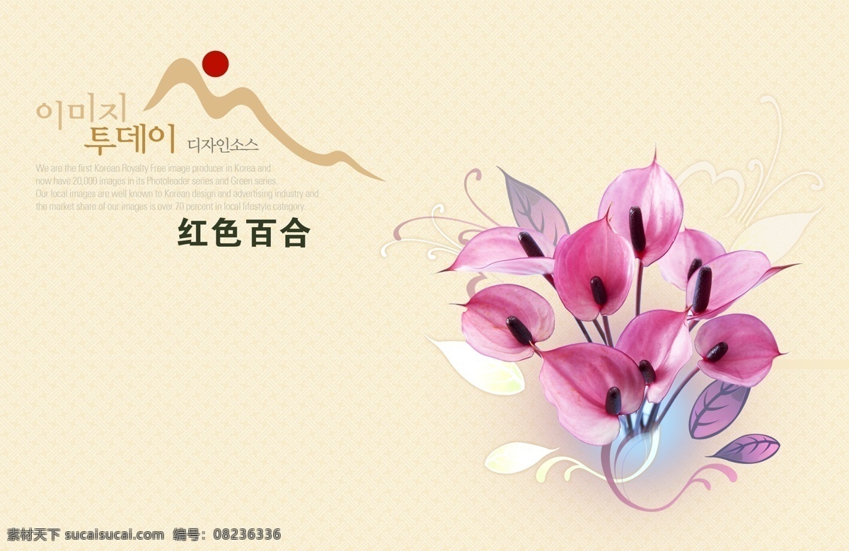 花 矢量花朵 花素材 花朵 多彩花 花瓣 花瓣背景 花瓣底图 叶子 多彩花朵 漂亮花朵 美丽花朵 韩国花店 百合 鲜艳的花 素描花 鲜花 植物