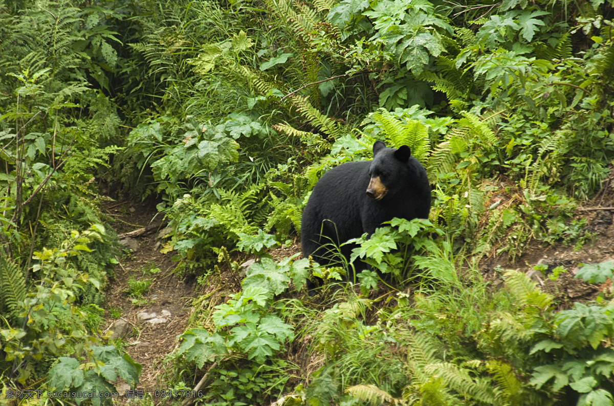 熊 野生动物 生物世界 高清图片 jpg图库 摄影图片 竹子 竹叶 野外的黑熊 陆地动物 黑色