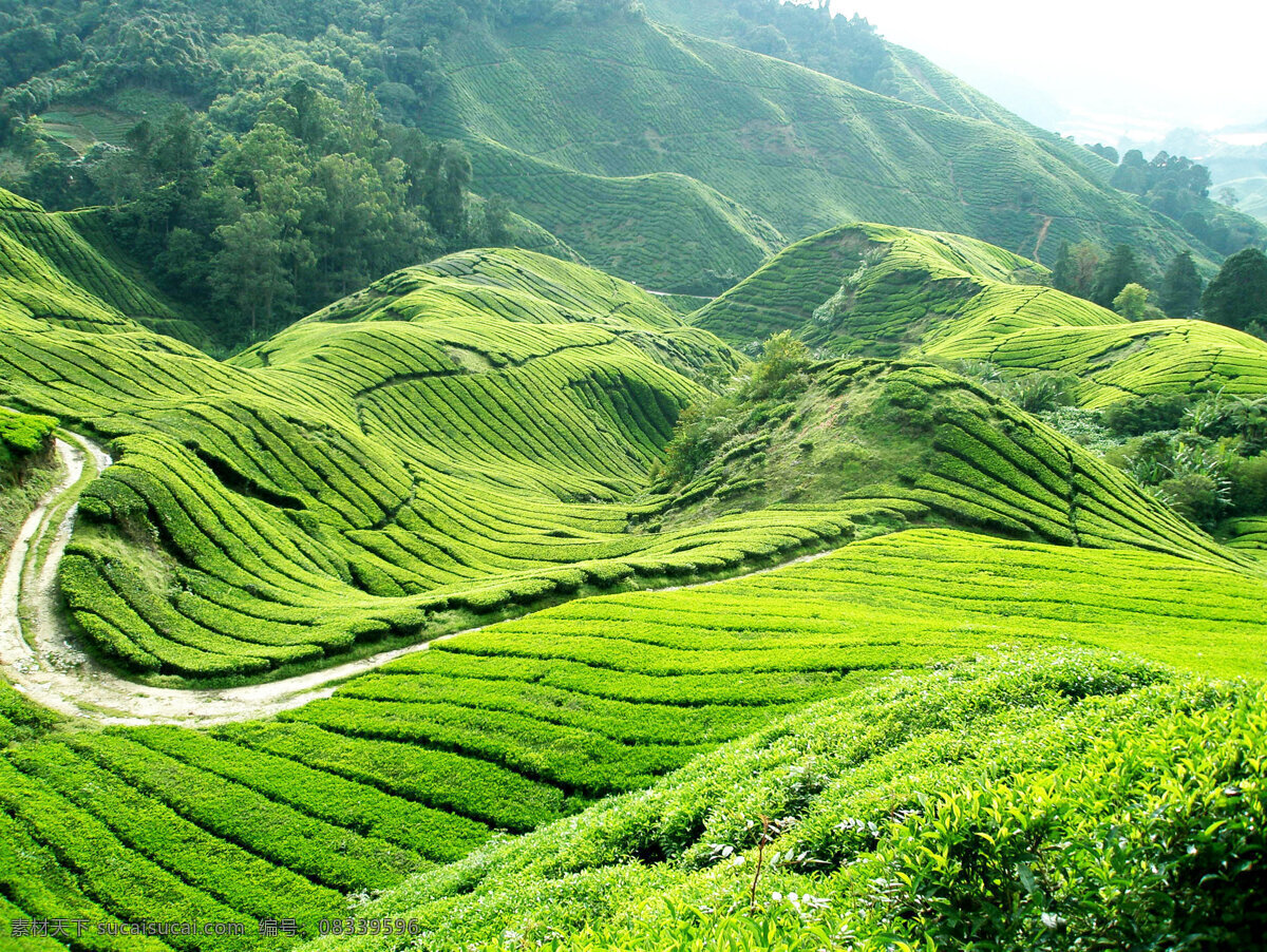 茶园 风景 山岭 山地 植物 茶 茶场 茶树 茶叶 农业 种植 绿色 茶业 茶园风光 自然风景 自然景观