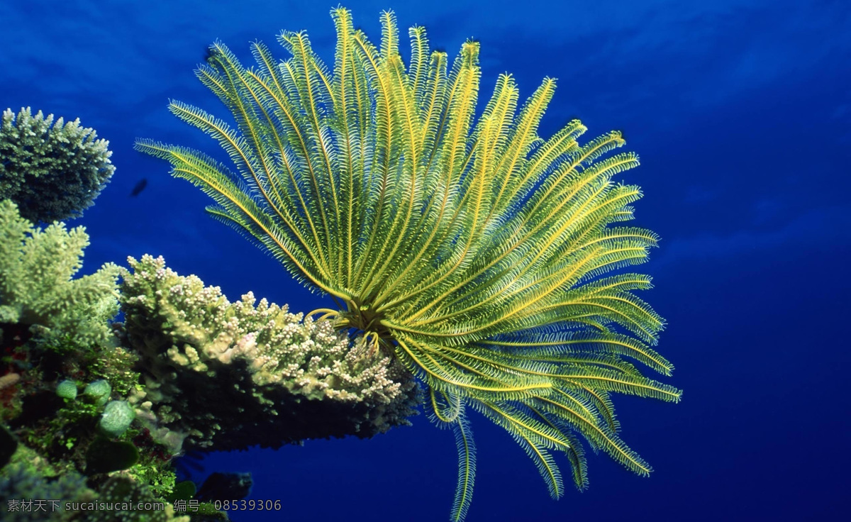 珊瑚 海底 特写 海 阳光 高清 海洋生物 精美 大图 壁纸 合集 生物世界