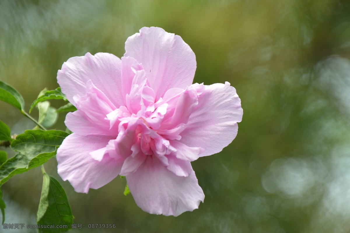 木槿花 木槿 无穷花 花卉 花儿 花草 植物 园林绿化 绿化景观 装饰画 木槿木槿花 生物世界