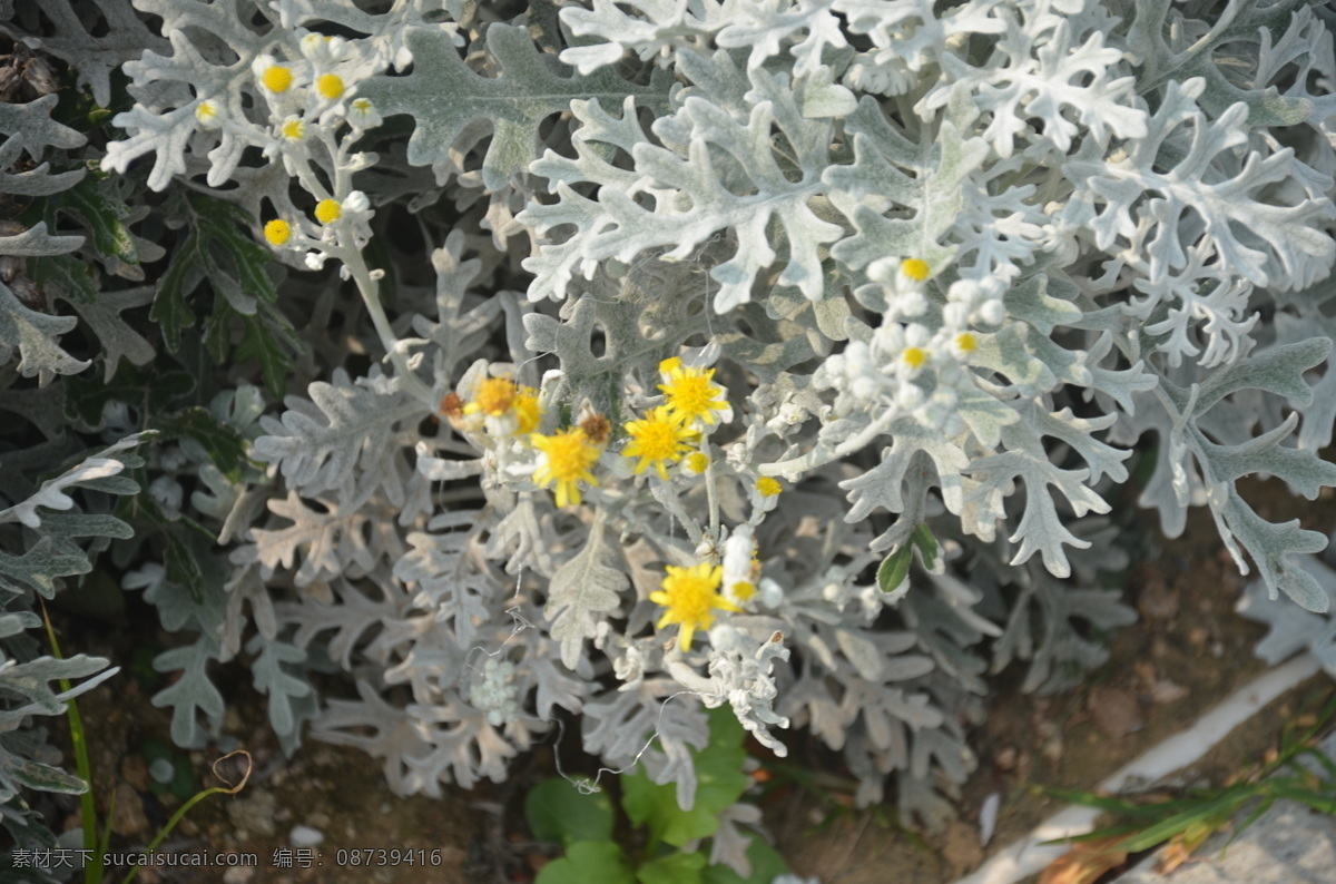 花卉 芙蓉菊 香菊 白艾 叶互生 质柔 叶片匙形 或披针形 两面密被 白色绒毛 头状花序 金黄色 小球状 花卉系列 生物世界 花草