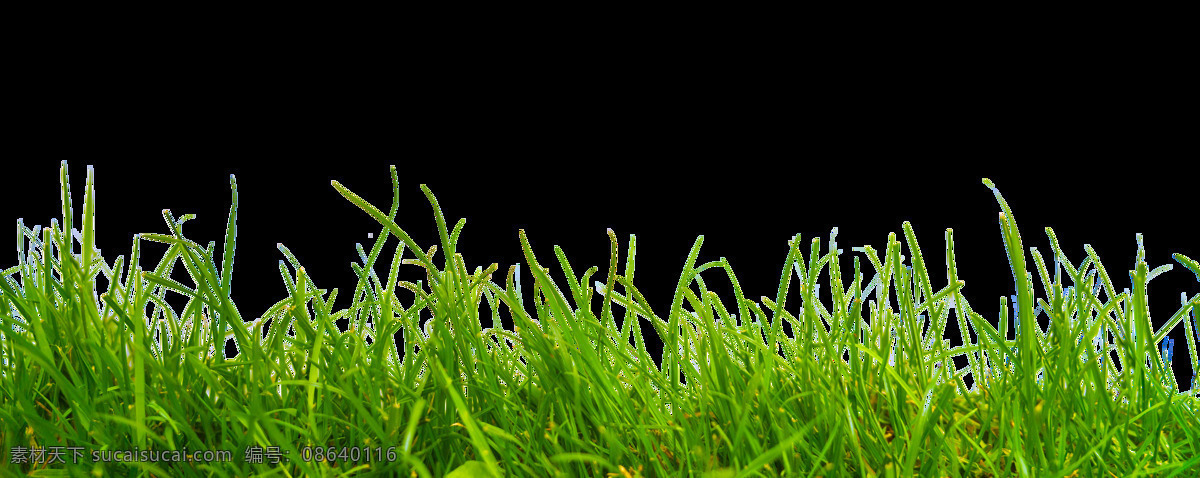 绿色植物小草 小草 绿植 草坪 草 绿色