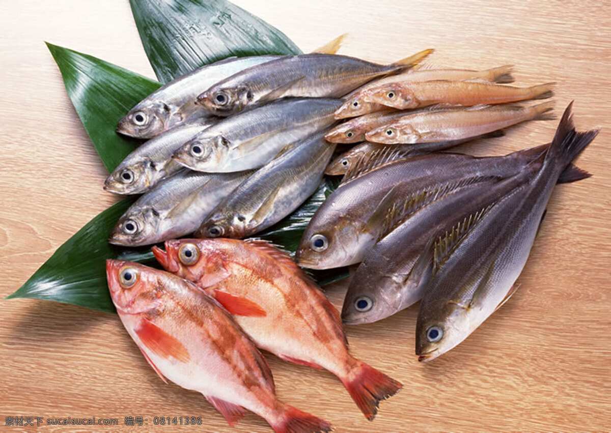 魚 300 摄影图库 生物世界 鱼类 魚類 攝影圖庫