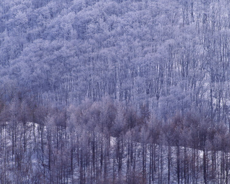 白雪 天堂 美丽 漂亮 优雅 树林白色 psd源文件