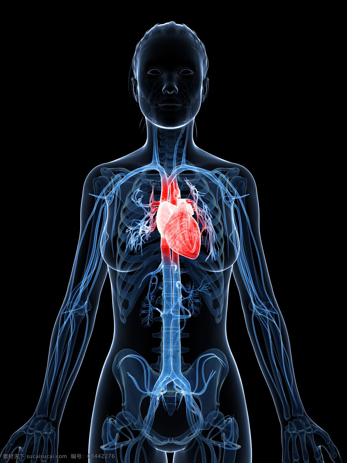 女性 心脏 器官 内脏器官 心脏器官 筋络器官 女性器官 人体器官 人体器官图 人物图片