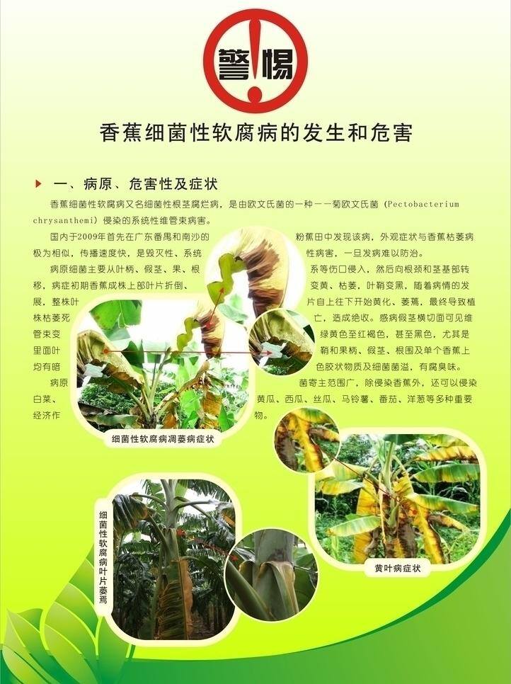 环保 绿色 杀菌 香蕉 水果 说明书 矢量 模板下载 共享一系 矢量图 日常生活