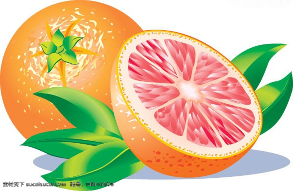 红心 橙子 切面 餐饮美食图片 红心橙子 绿叶 水果 矢量水果 矢量橙子 白色