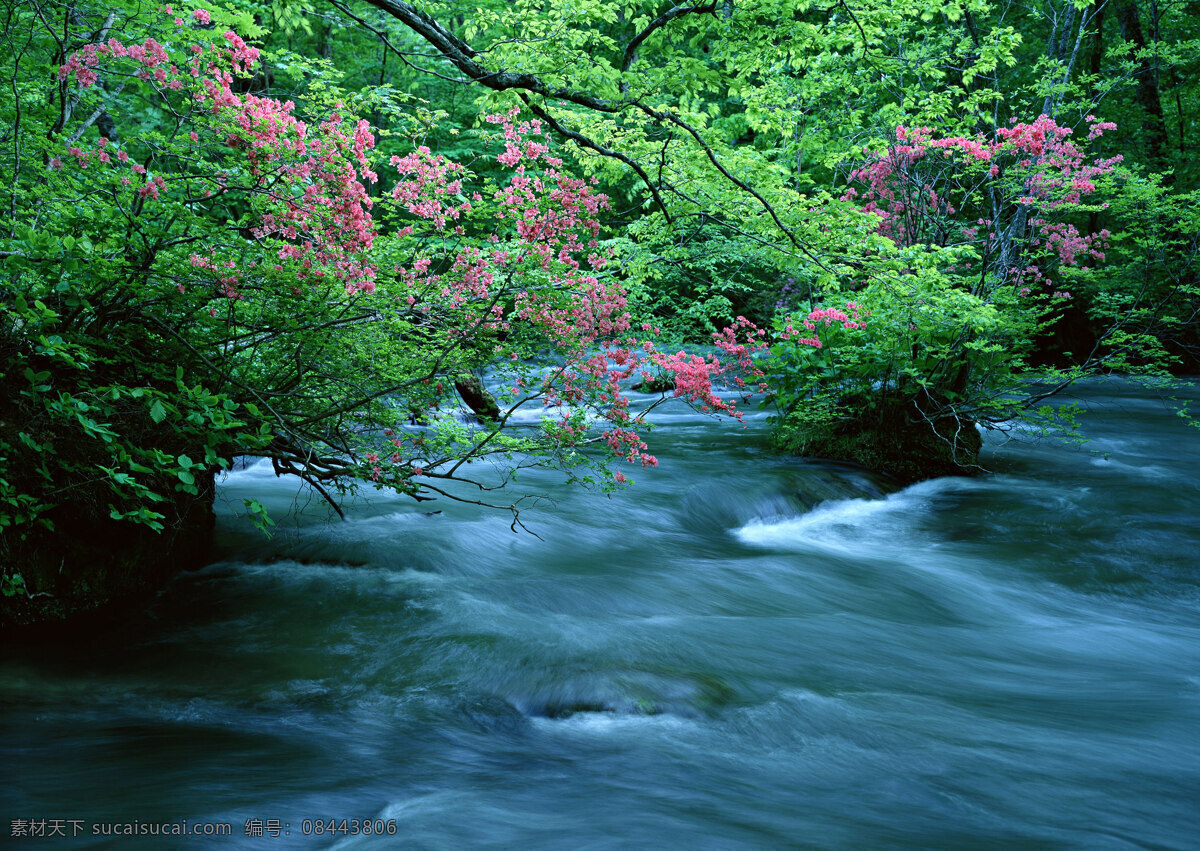 树免费下载 风景 山水风景 摄影图 树 植物 自然景观 水 家居装饰素材 山水风景画