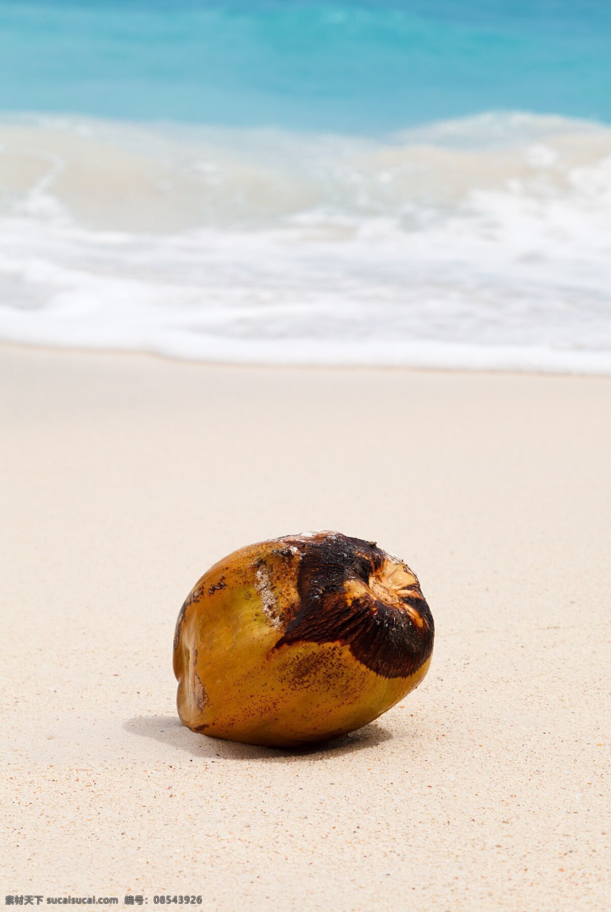 椰子 热带 海洋 沙海 海滩 异国情调 自然 蓝色 假期 热带海滩椰子