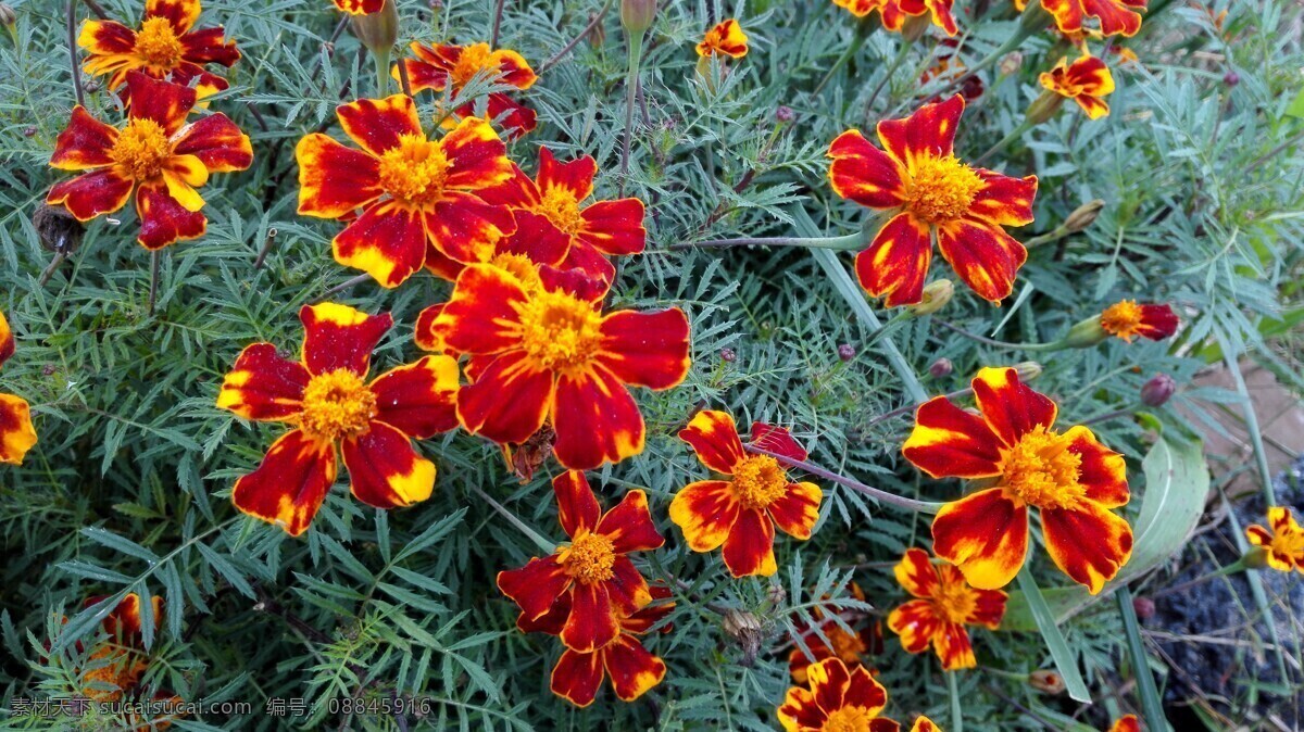 美丽的太阳花 太阳花 花朵 鲜花 野花 红色 鲜艳 自然生物 生物世界 花草