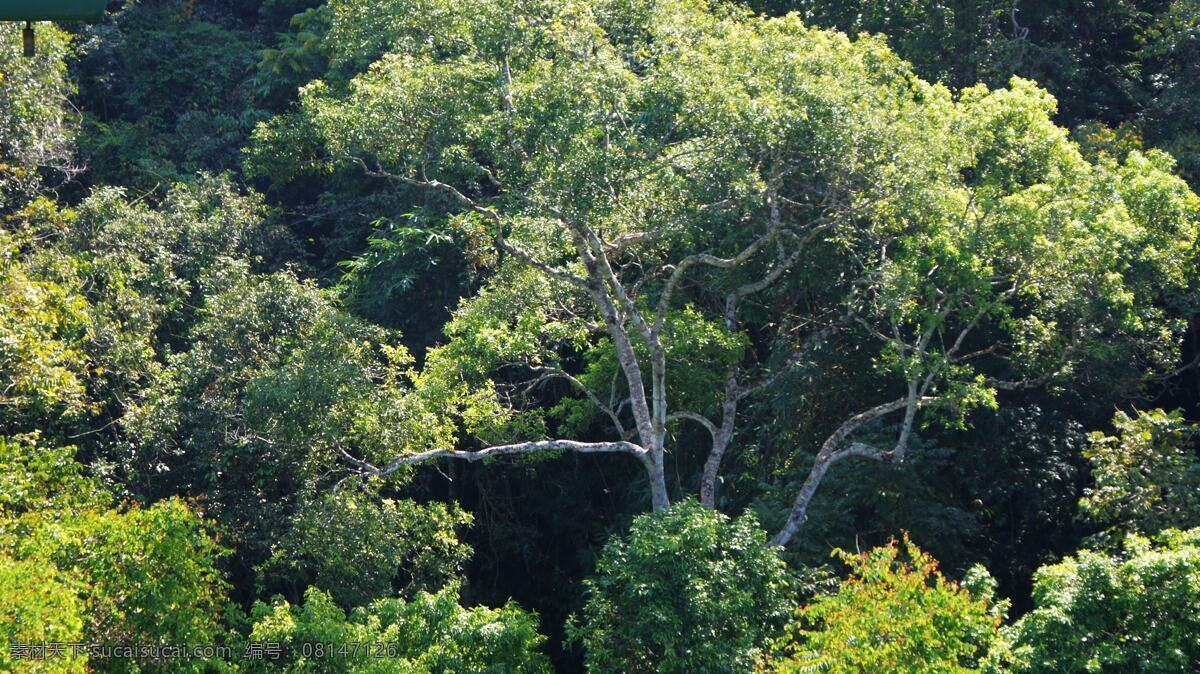 野象谷 原始森林 西双版纳 热带雨林 热带植物 植物 树木 生物世界 摄影图库 热带 树木树叶